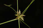 Illinois flatsedge